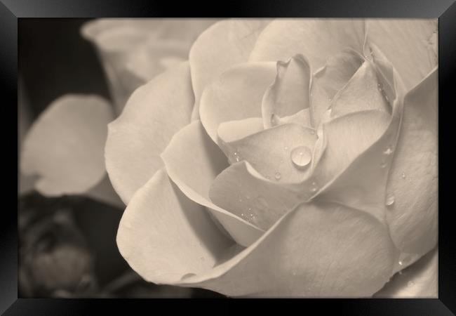 Raindrops on Rose Petals Framed Print by Rob Cole