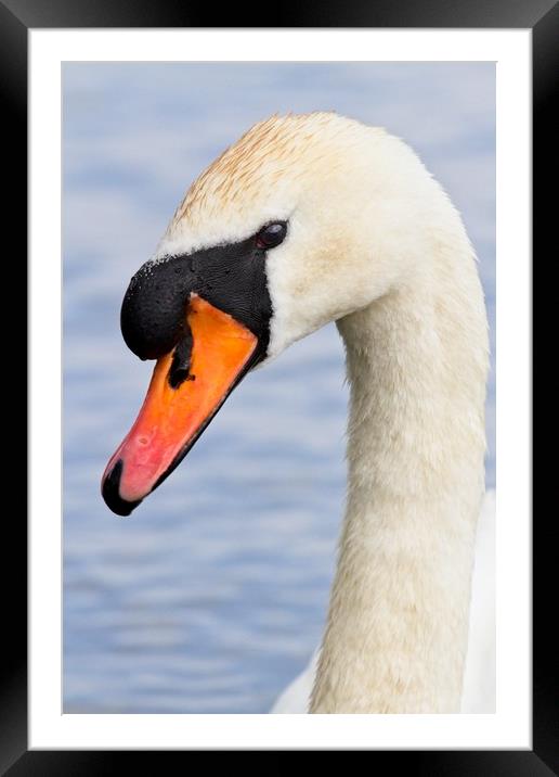 Mute Swan, Cygnus olor, Portrait Framed Mounted Print by Rob Cole