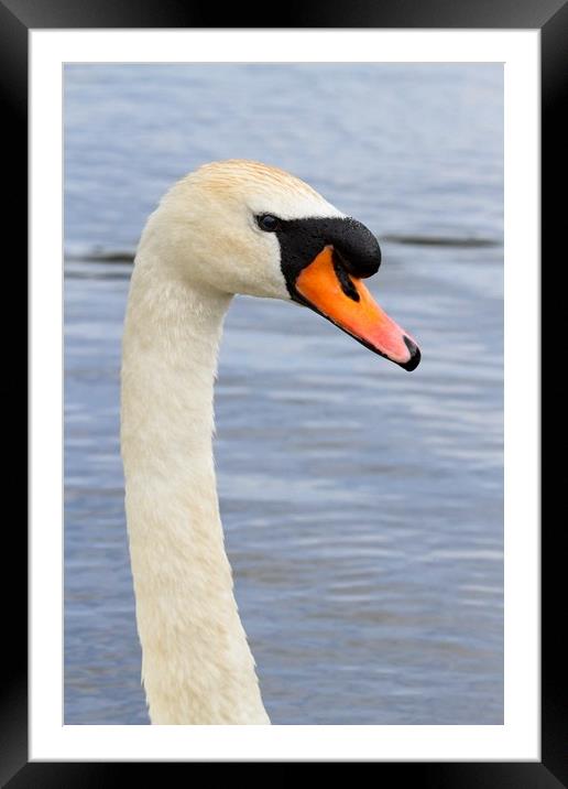 Mute Swan, Cygnus olor, Portrait Framed Mounted Print by Rob Cole