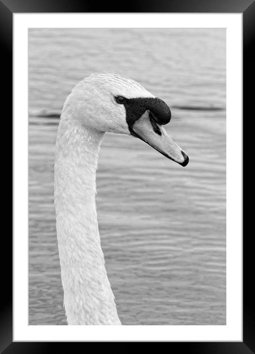 Majestic Mute Swan Portrait Framed Mounted Print by Rob Cole