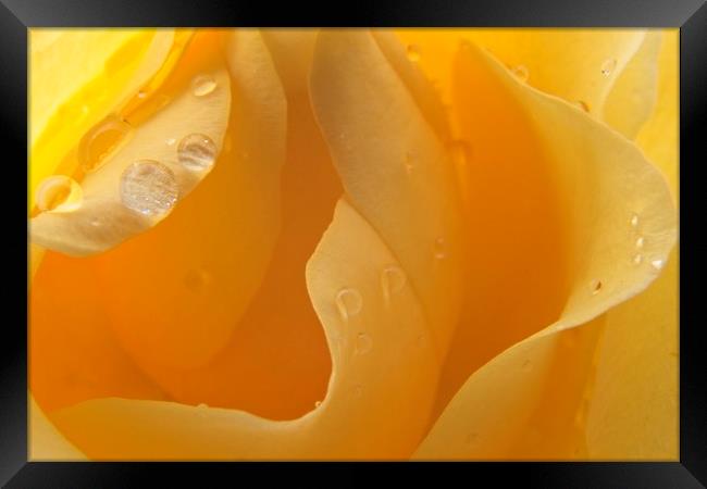 Raindrops on Yellow Rose Petals Framed Print by Rob Cole