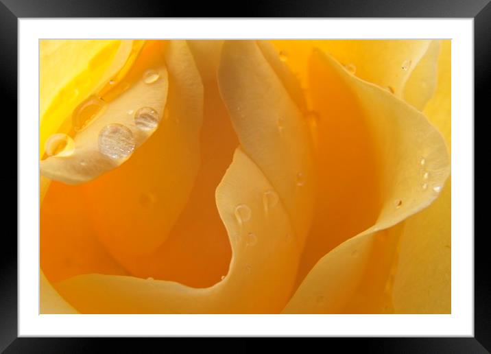 Raindrops on Yellow Rose Petals Framed Mounted Print by Rob Cole