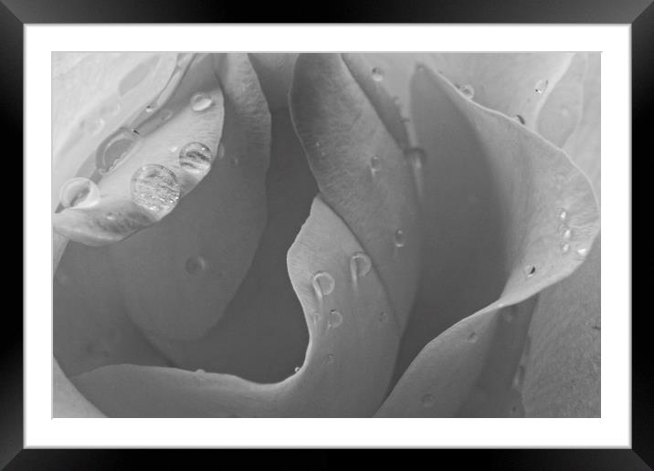 Raindrops on Rose Petals Framed Mounted Print by Rob Cole