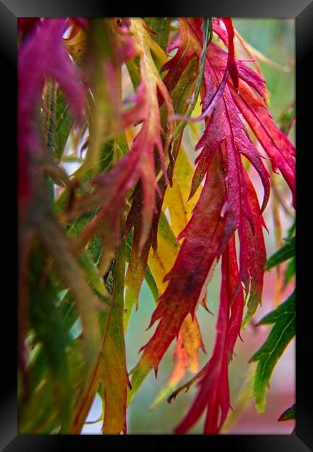 Autumnal Acer Leaves Framed Print by Rob Cole