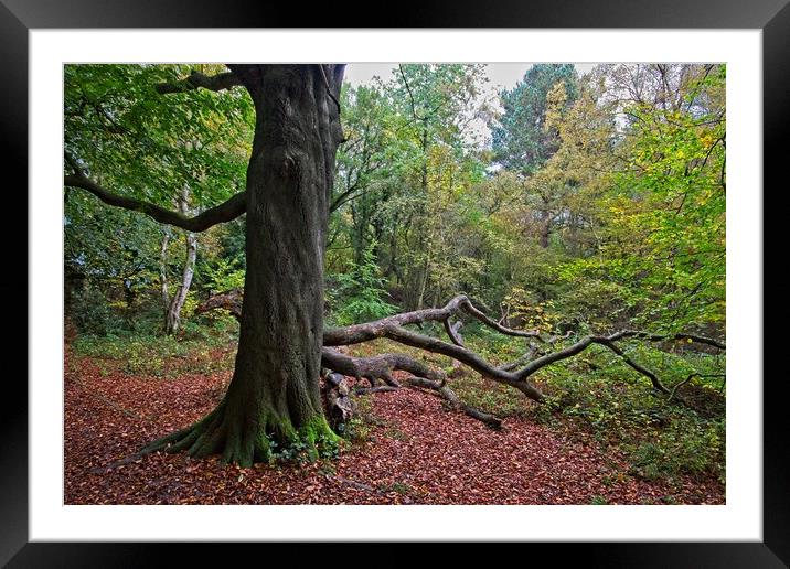 Autumn in Thornley Woods Framed Mounted Print by Rob Cole