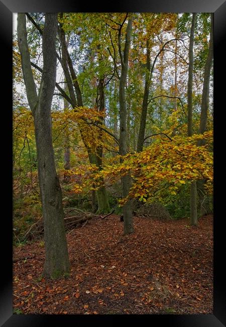 Autumn in Thornley Woods Framed Print by Rob Cole