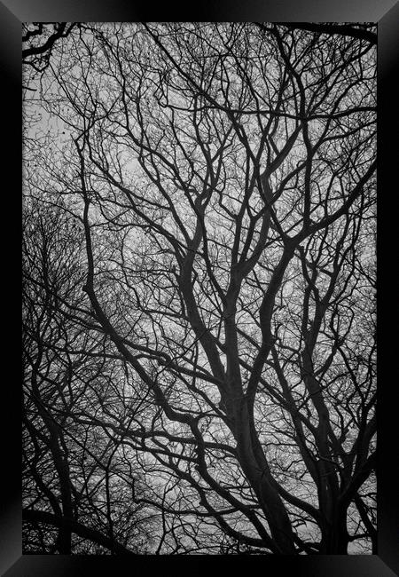 Naked Tree Framed Print by Rob Cole
