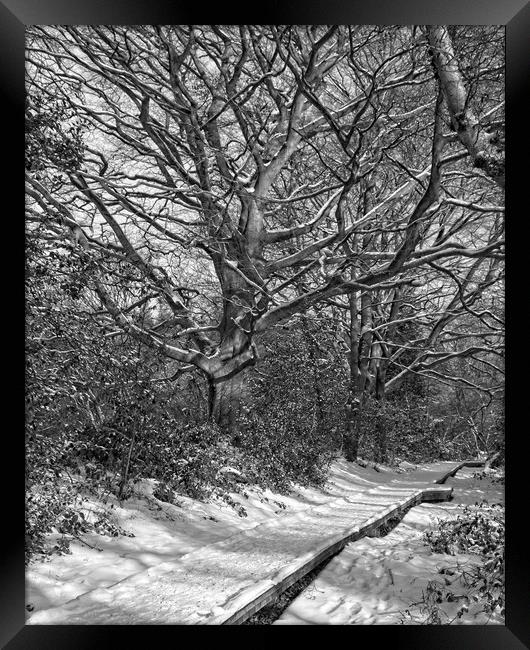 Winter Woodland, Thornley Woods Framed Print by Rob Cole