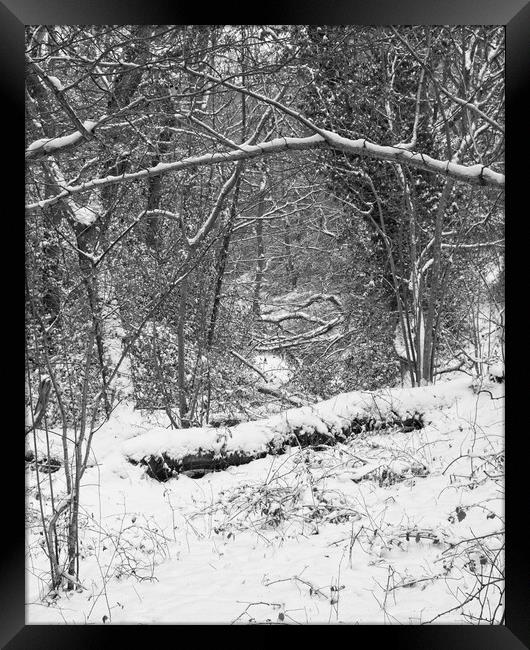Winter Woodland, Thornley Woods Framed Print by Rob Cole