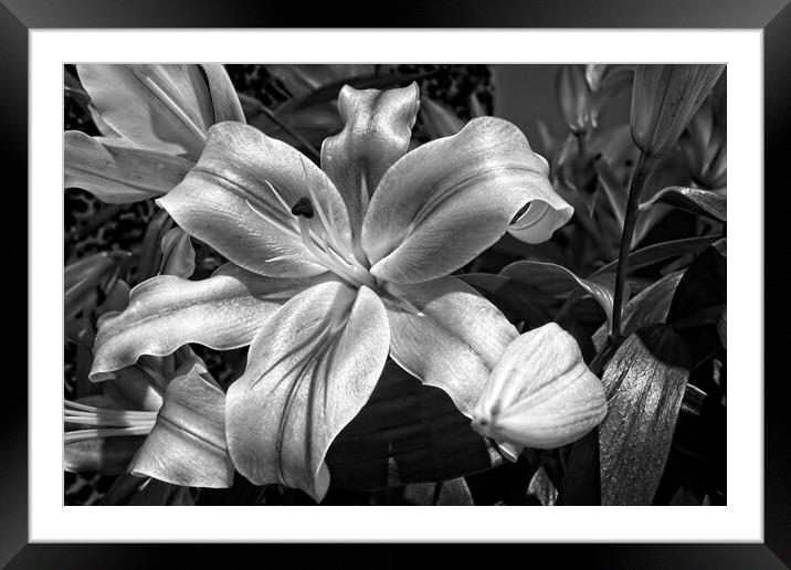 Lily Flower in Bloom Framed Mounted Print by Rob Cole