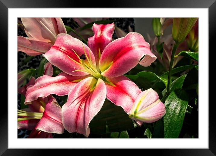 Lily Flower in Bloom Framed Mounted Print by Rob Cole