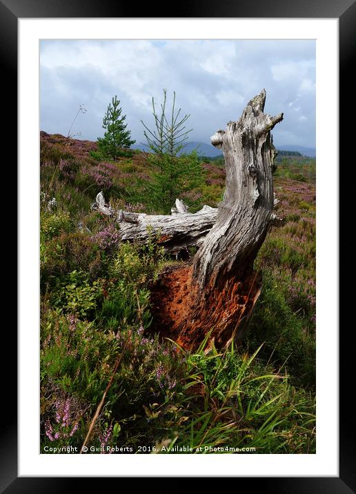 Tree Stump Highlands Framed Mounted Print by Gwil Roberts