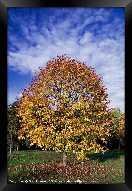 Autumn tree Framed Print by Gwil Roberts