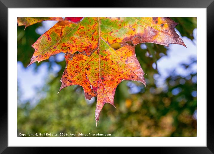 Autumn leaf detail Framed Mounted Print by Gwil Roberts