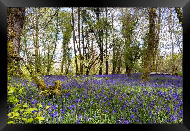 Bluebells in Killarney National Park,Kerry,Ireland Framed Print by Colm Kingston