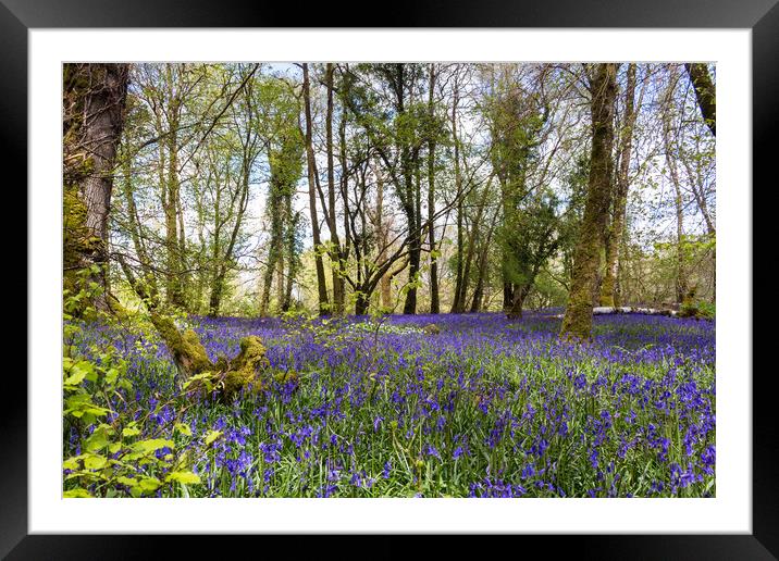 Bluebells in Killarney National Park,Kerry,Ireland Framed Mounted Print by Colm Kingston