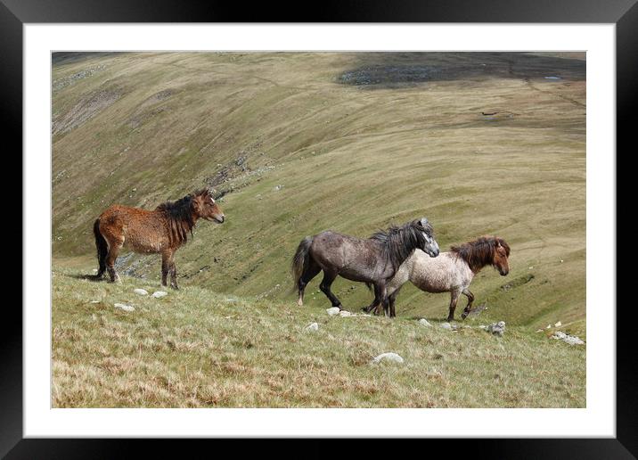 Wild Welsh Mountain Ponies,Snowdonia,Wales. Framed Mounted Print by Colm Kingston