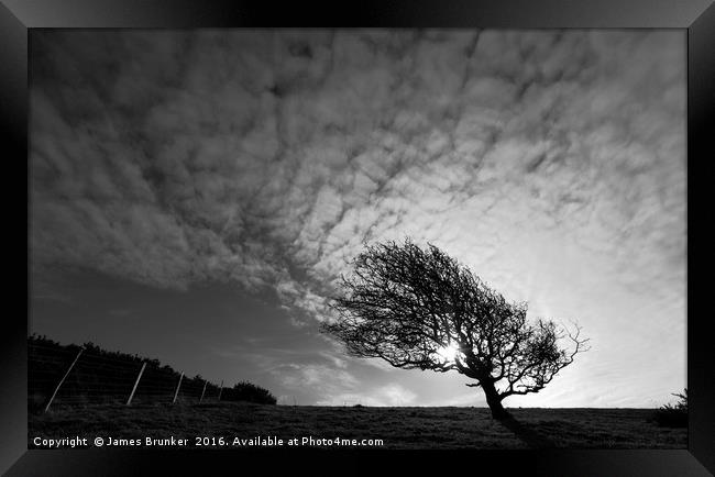 Windswept Blackthorn Tree In Winter Monochrome Framed Print by James Brunker