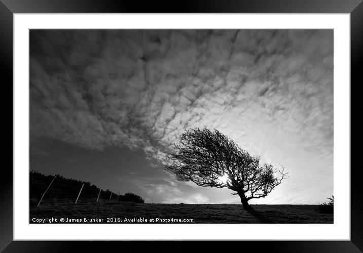 Windswept Blackthorn Tree In Winter Monochrome Framed Mounted Print by James Brunker