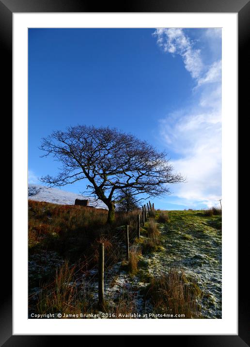 Winter Oak Tree South Wales Framed Mounted Print by James Brunker