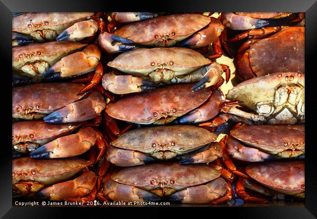 Edible Crabs are NOT Amused! Framed Print by James Brunker