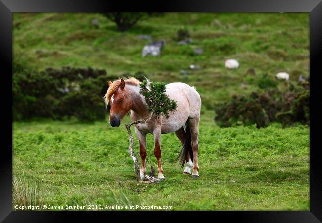 Wild Pony having a scratch Bodmin Moor Cornwall Framed Print by James Brunker