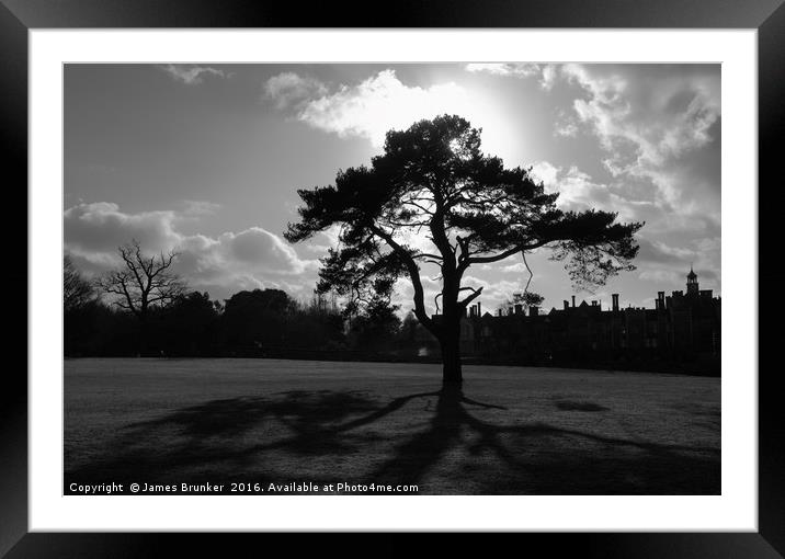 Silhouetted Tree in Knole Park Sevenoaks Kent Framed Mounted Print by James Brunker