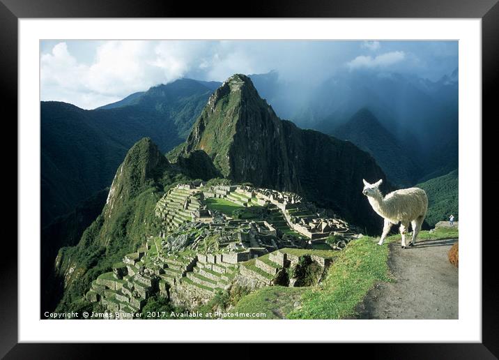 Llama Enjoying the View at Machu Picchu Peru Framed Mounted Print by James Brunker