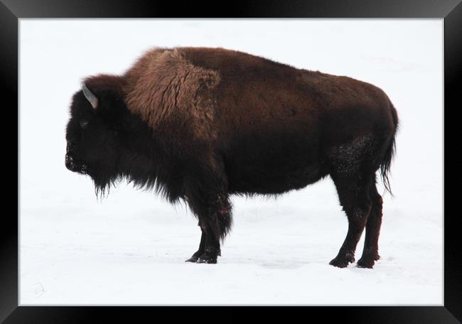 Bison Framed Print by Carl Brownell