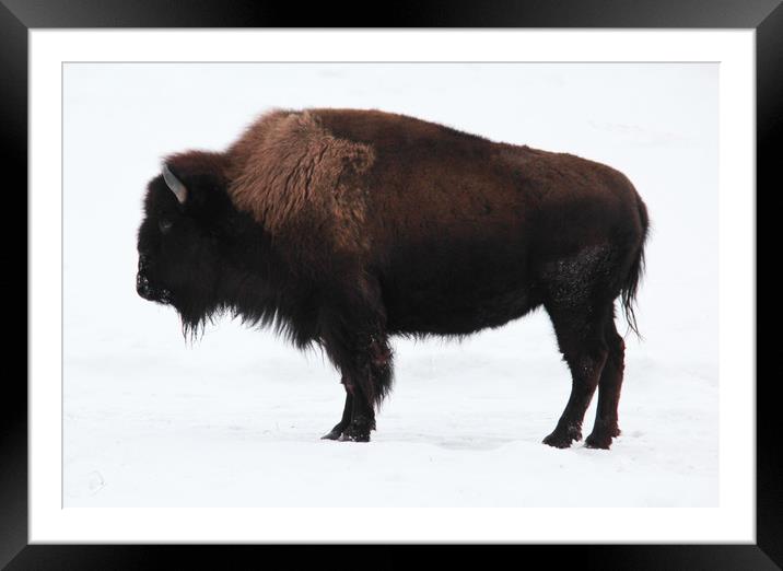 Bison Framed Mounted Print by Carl Brownell