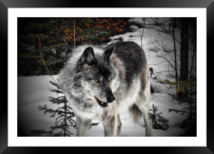Hungry Wolf Framed Mounted Print by Carl Brownell