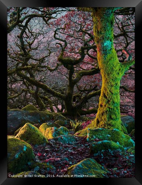 Enchanted Forest II Framed Print by Nymm Gratton