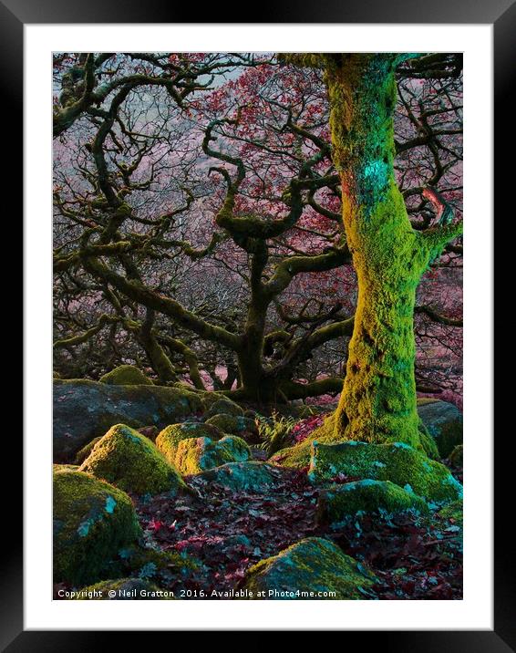 Enchanted Forest II Framed Mounted Print by Nymm Gratton