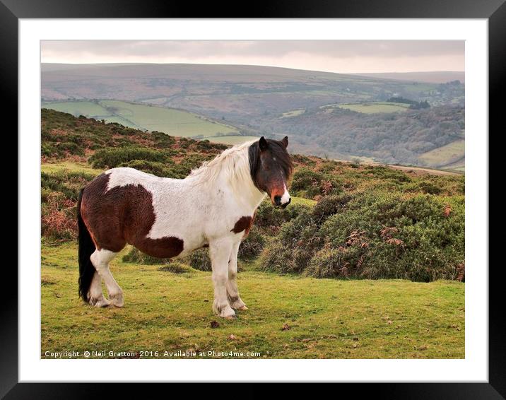 Dartmoor Pony Framed Mounted Print by Nymm Gratton