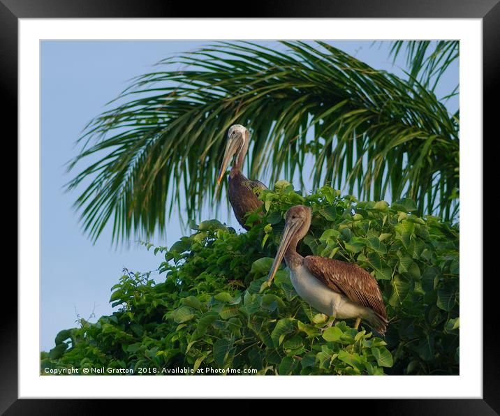 Mr and Mrs Pelican Framed Mounted Print by Nymm Gratton