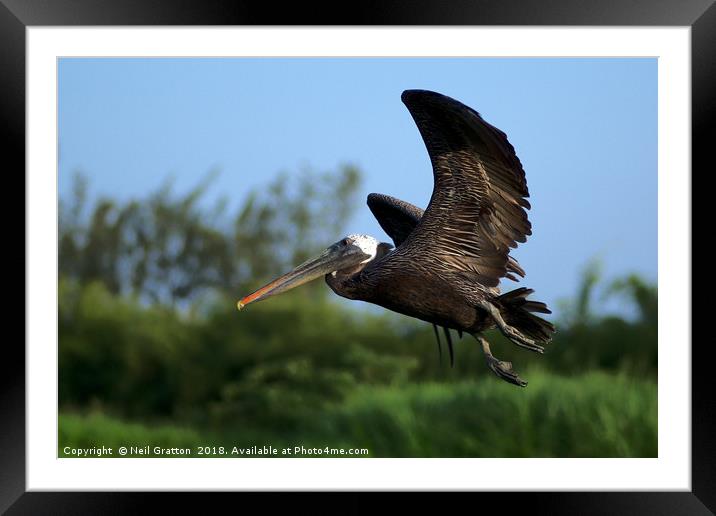 Pelican in Flight Framed Mounted Print by Nymm Gratton