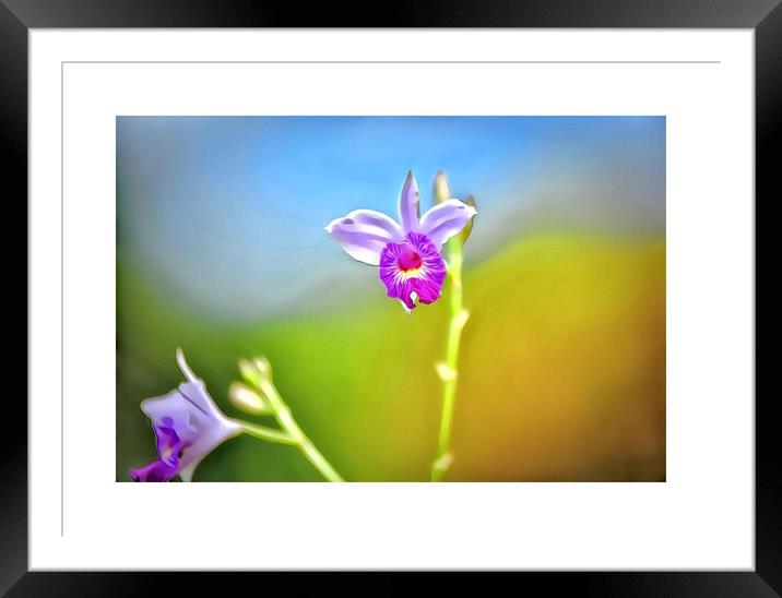 Wild flower Framed Mounted Print by Rachid Karroo