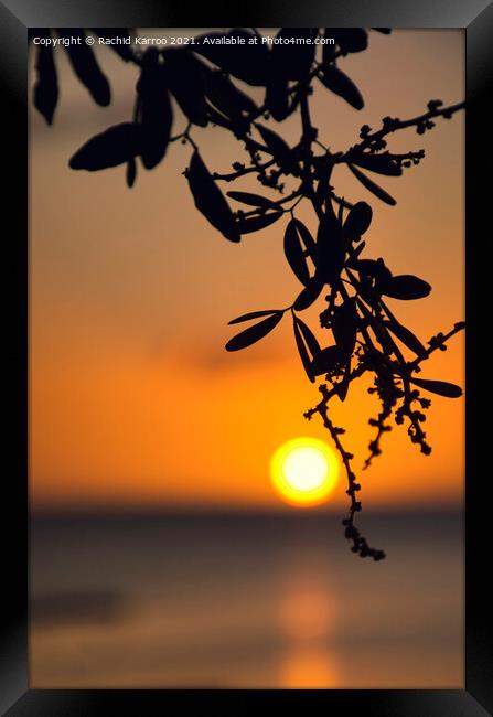 Silhouette of leaves at sunset Framed Print by Rachid Karroo