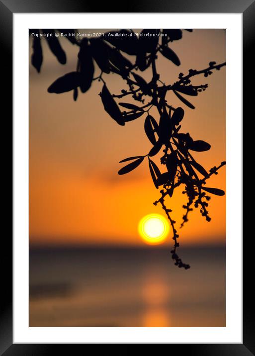 Silhouette of leaves at sunset Framed Mounted Print by Rachid Karroo