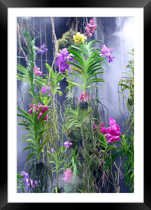 Orchids Framed Mounted Print by Ranko Dokmanovic