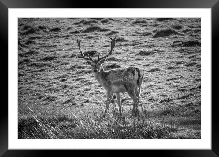 Fallow Deer Stag Framed Mounted Print by Paul Wheeler
