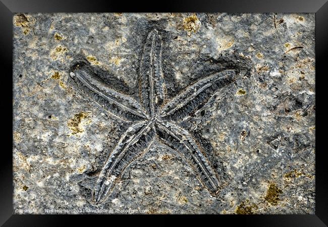 Starfish Fossil Framed Print by Neil Holman