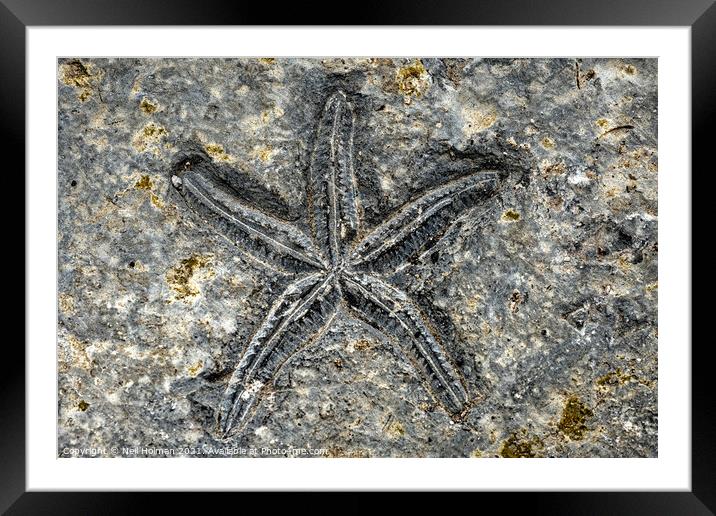 Starfish Fossil Framed Mounted Print by Neil Holman