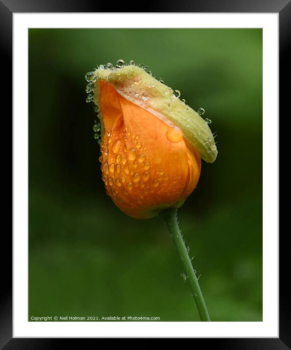 Orange Poppy Framed Mounted Print by Neil Holman