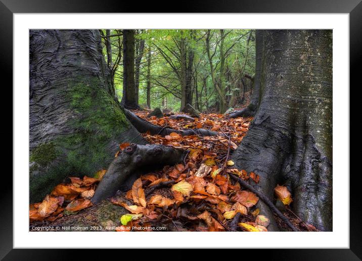 Autumn Colours at 10 Acres Wood, Margam Framed Mounted Print by Neil Holman