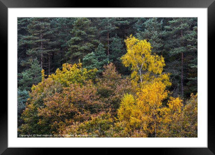 Autumn Forestry Framed Mounted Print by Neil Holman