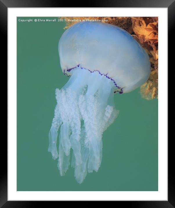 Dustbin Lid Jellyfish at sea surface Framed Mounted Print by Elvia Worrall
