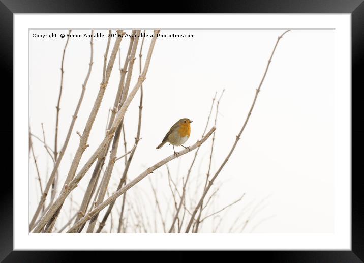 Winter Robin Framed Mounted Print by Simon Annable