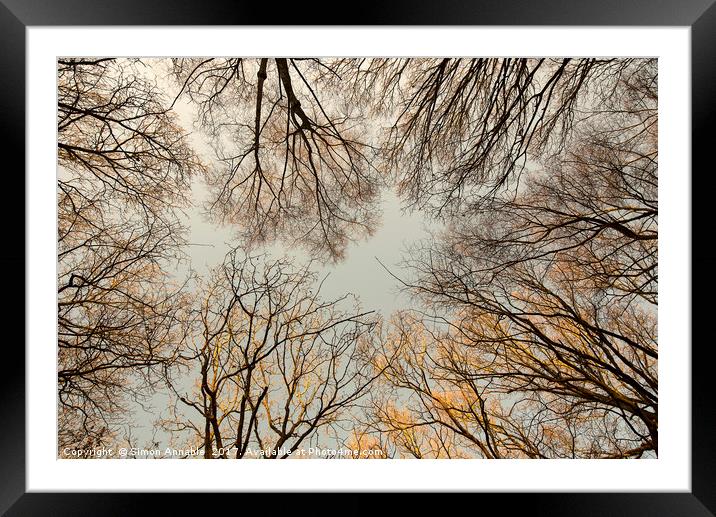 Bare Tree Canopy Framed Mounted Print by Simon Annable
