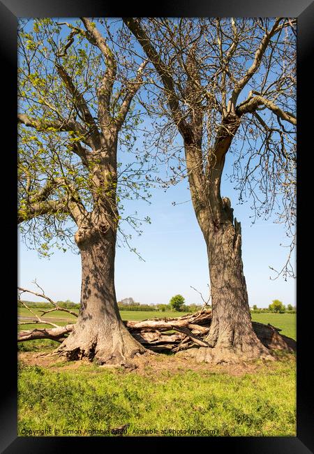 Old Trees Together Framed Print by Simon Annable
